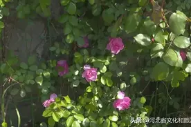 百年建筑大有“为”！石家庄井陉矿区段家楼花开正艳春光美图片