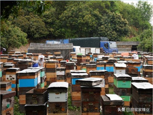 蜜蜂王国也有战争，为了生存，为了资源，同样打个头破血流