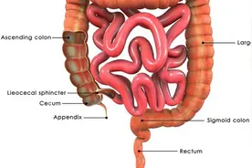 人体内有6公斤宿便？有毒还致癌？如何排出“赖着不走”的便便？图片