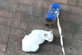 吉林：女子隔离空投喂流浪猫，不想猫咪呼朋唤友后，竟还给她回礼图片