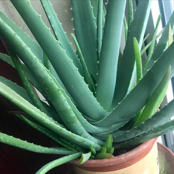 芦荟胶对付鸡皮肤