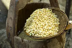 同样是豆腐，注意区分凝脂、浓浆、卤水，差别很大，以后别买错了图片