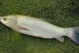 为何青鱼会被称为“四大家鱼”之首？青鱼和草鱼究竟有啥区别？图片