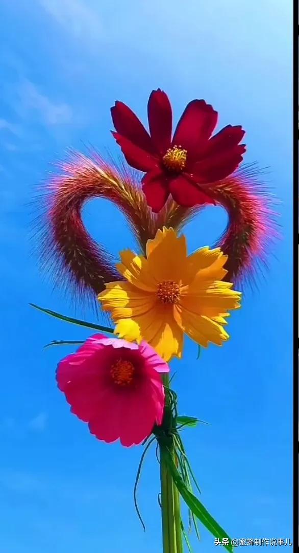 一束鲜花，醉蓝天