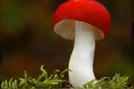 40多个漂亮仙菇欣赏图片