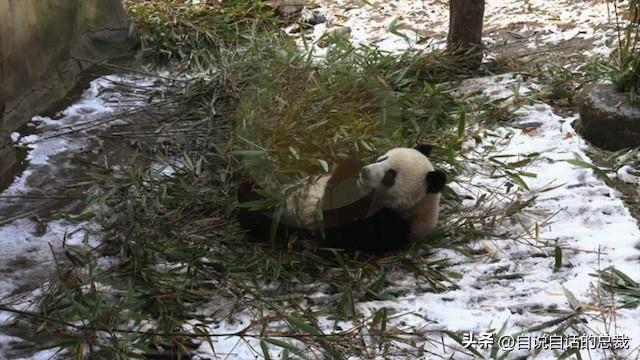 熊猫：真实存在的上古恐惧，为什么只有人类觉得大熊猫很可爱？