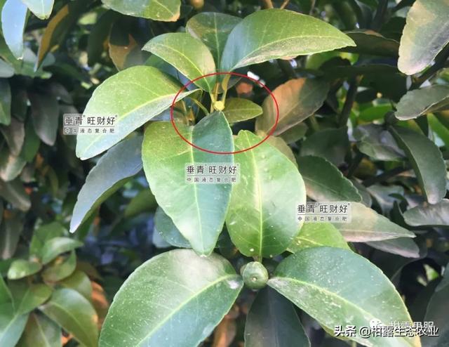 干货来啦！不同柑橘品种的一保药剂方案分享