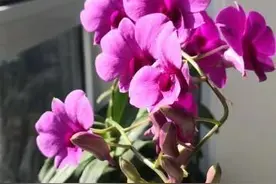 广西剿匪记-4图片