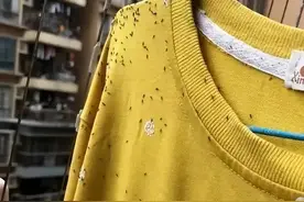 出门飞一身，树下黏糊糊，这种小虫堪称春夏季节最讨厌图片