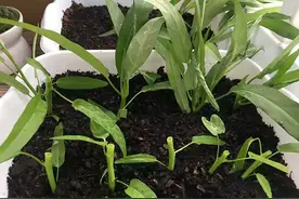 在家种“空心菜”很简单，用一招，一个月就能吃，不停长不停吃图片