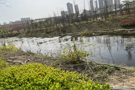市民为口腹之欲暴力采摘，环堤公园近百棵榆树树枝被折断图片