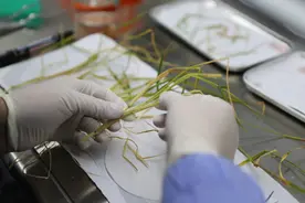 航天育种：一颗种子，一个希望图片