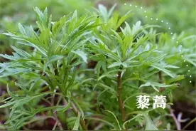 藜蒿好处有4点，牛皮癣朋友建议吃一吃！图片