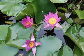 大山里的爱情（二十六）图片