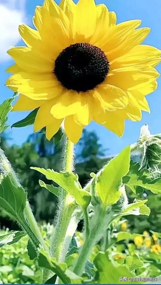 七夕浪漫情人节，玫瑰壁纸