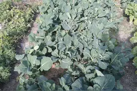 广东最好吃的蔬菜就是芥蓝菜图片