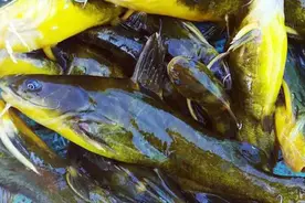 夏季野钓黄颡鱼，窝料、饵料这样选！打窝聚鱼效率高，渔获有保障图片