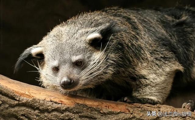 临沧出现罕见的山海经神兽，像猫又像熊，身上散发糯米饭的香甜味