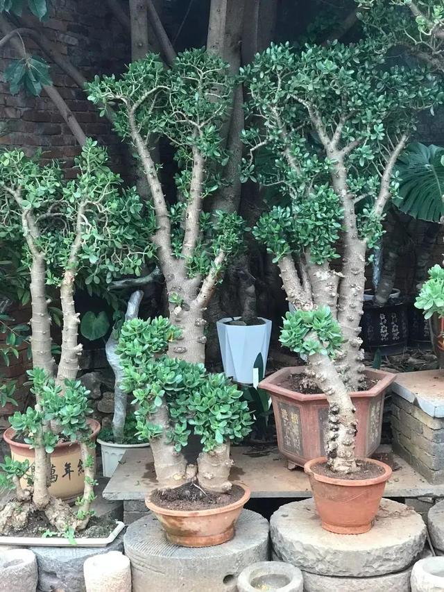 什么花出胶 2025年请问什么花