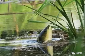 鱼类的四大主要食性：滤食性、草食性、杂食性和肉食性鱼类图片
