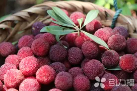 苏州东山杨梅上市啦！全国消费者可品尝这份夏日限定美味图片