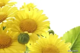 对残疾证的解读图片