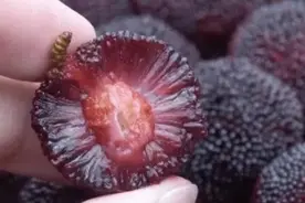 洗杨梅，用盐水泡，用面粉洗，都不对！果农教你一招，虫子跑光光图片