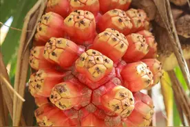 25种农村才有的野果子，如今却逐渐“消失”，你吃过几种？图片