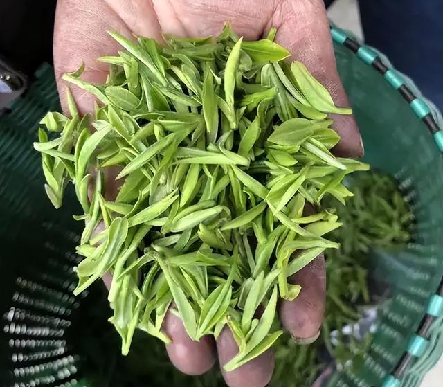 中国最好喝的春茶排行榜，这5种绿茶你喝过几种？有你家乡的吗？