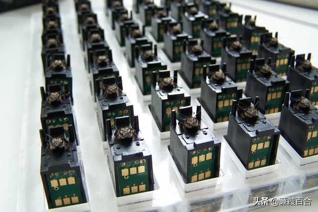 昆虫被用于战争的10种令人震惊的方式