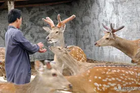 养鹿越来越多，鹿肉是优良药食同源食品，从来没有看到有卖鹿肉的图片