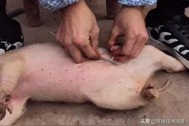 养猪那些事儿——8、给猪去势，原来这么复杂图片