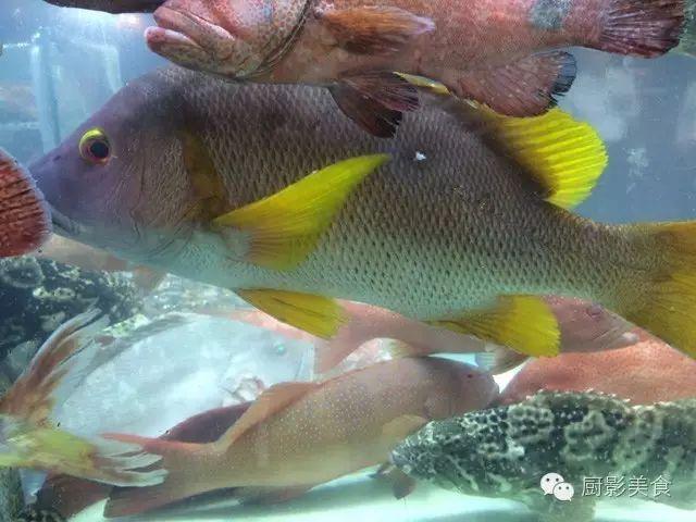 40头的花胶是几级 2025年花胶40头是什么意思?