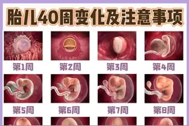 怀孕1-40周胎儿发育全过程➕孕期注意事项图片