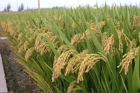 种植佳一金稻1588这个品种接穗怎么样？亩产能达到多少斤？图片