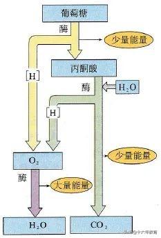 高中生物重要生化知识图解记忆（建议收藏）
