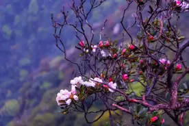 杜鹃花开了！走，去金秀看山看水看花图片