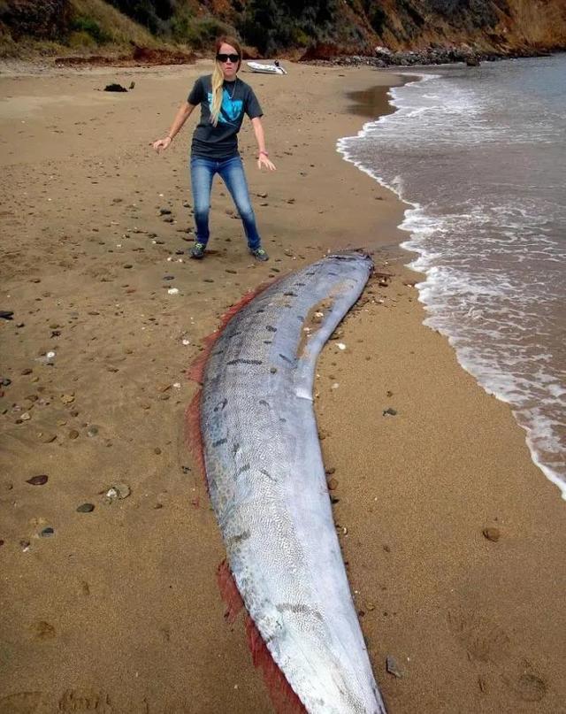 长达30米,可以捕猎抹香鲸,传说中的"大海蛇"到底是什么动物?