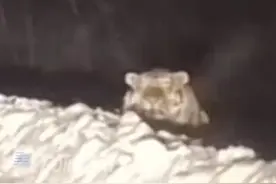 男子开车偶遇大老虎路边休息，当地林业局：是只怀孕的雌虎，体重约370公斤图片