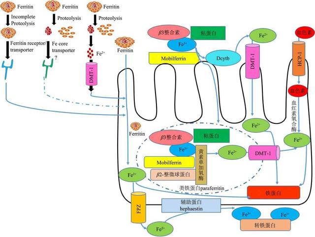 人体铁吸收及植物铁蛋白补铁特性研究进展