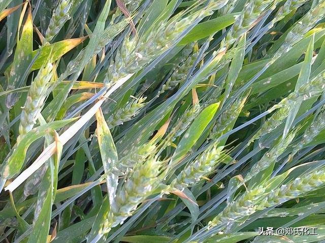 小麦灌浆期高产管理技术，冲刺小麦高产