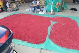 种玉米、花生，气温高出苗慢，用这个配方拌一拌种，抗高温不死苗图片