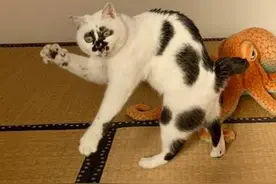 “奶牛猫”为什么逐渐退出宠物圈，原来是这几点招人嫌！图片