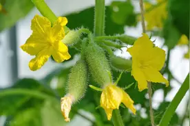 种黄瓜，为何有人打去黄瓜笼头？也有人保留笼头？打与不打咋选择图片