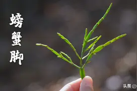 云南山里的百年茶树上，真的会长螃蟹脚图片