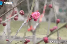雨水｜执伞邂逅诗意中原图片