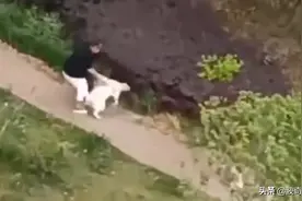 不牵绳小狗挑衅大狗，被撕咬成重伤！“牵绳”真的很难做到吗图片