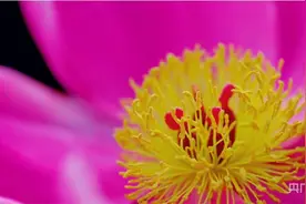 花开正当时 中药材种植绽放“美丽经济”图片