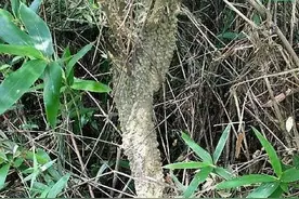 一种“枯木”长在山沟不起眼，不料是珍贵“降龙木”，比黄金还贵图片