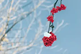 诗词丨愿你三冬暖，愿你春不寒图片